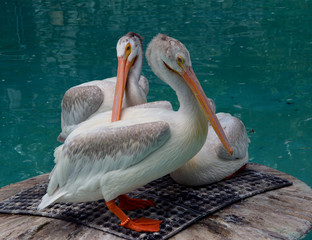 Group Three Pelicans/Group of three white pelicans