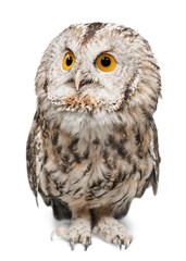Eagle Owl
