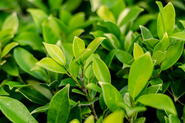 Green fresh green leaves background on the vintage tone.