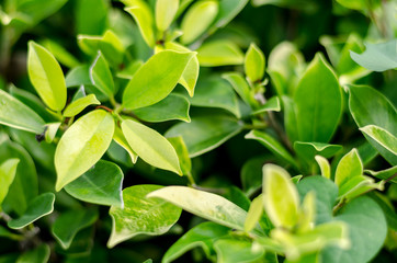 Green fresh green leaves background on the vintage tone.