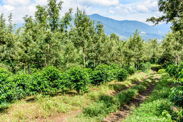 Fototapeta na wymiar Coffee bushes grow in shade of grevillea trees on coffee plantation in coffee growing area near Antigua, Guatemala, Central America