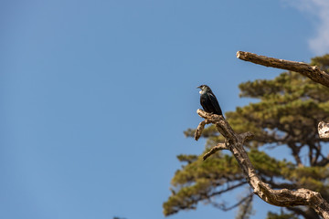 New Zealand Endangered Bird, The Tui, Sitting On Branch With Blue Sky Negative Space 