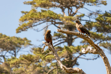 Two Kaka, New Zealand Endangered Brown Parrots, On Tree Branch