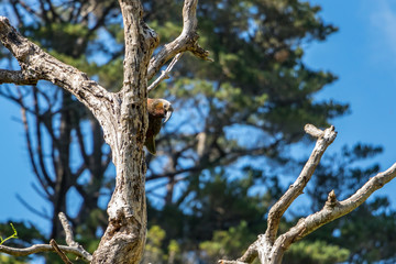 New Zealand Kaka Hiding Behind Dead Tree Branch 