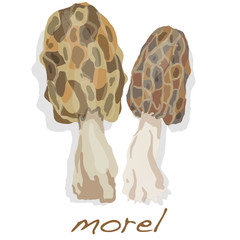 Spring mushrooms morel. Morels isolated on white