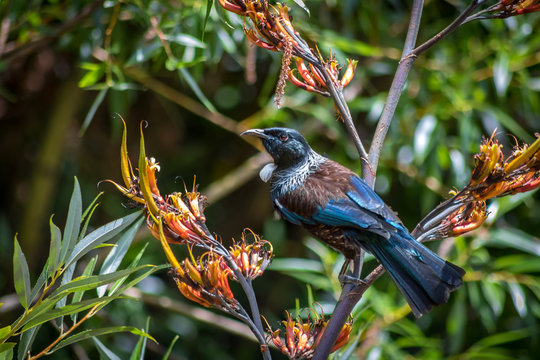 New Zealand Tui Sitting In Flax Plant 