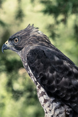 Falcon