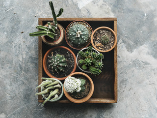 Different kinds of cactus
