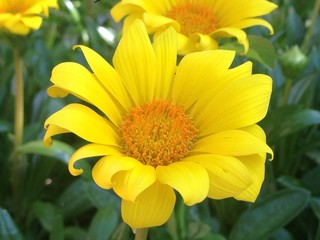 Yellow Chrysanthemum