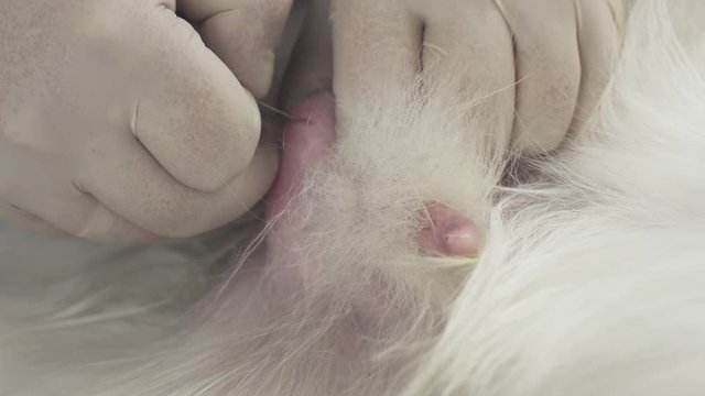 Operation on castration of dog close-up stock footage video