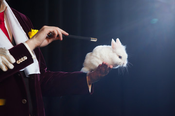 Magician with rabbit, Juggler man, Funny person, Black magic, Illusion on a black background
