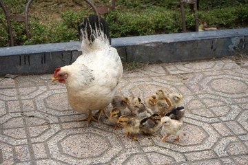 Hen and chicks on a sidewalk in Asia