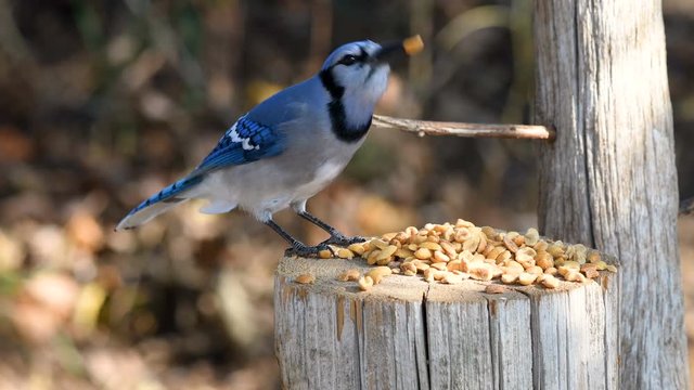 Blue Jay (Cyanocitta cristata)