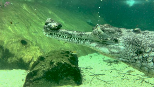  air bubbles coming though eye of male Indian Gharial inside water