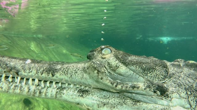  air bubbles coming though eye of male Indian Gharial inside water