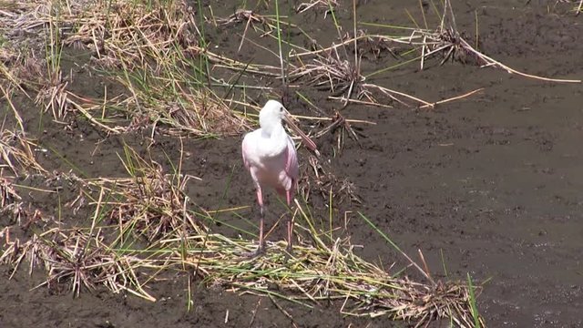 Roseate Spoonbill in Swamp In Florida Everglades National Park, Platalea ajaja 