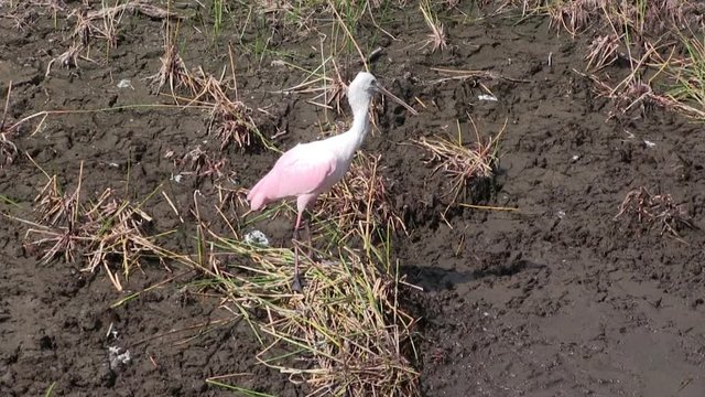Roseate Spoonbill in Swamp In Florida Everglades National Park, Platalea ajaja 