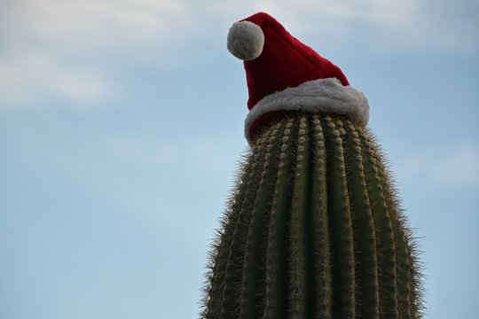 Saguaro-Kaktus mit einer Weihnachtsmannmütze 