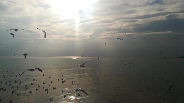 seagulls migration at tourist attractions in Thailand