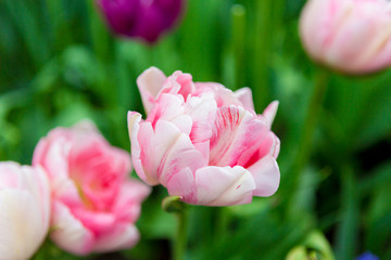 Scagit Valley Tulip Festival in Washington.