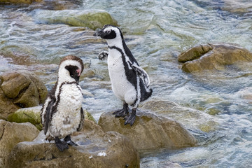 penguin at bettys bay south africa shakes itself