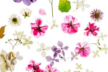 colorful dry flowers