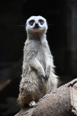 Meerkat