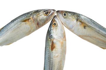 Three fresh mackerel isolated on white background with clipping path.