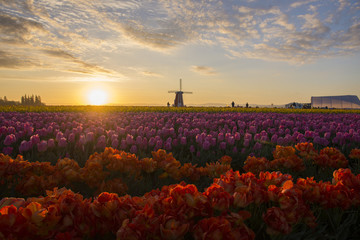 Colorful rows of tulips and a windmill at sunrise