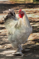 white Cock on walk