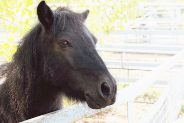 Fototapeta premium Scottish pony portrait close-up