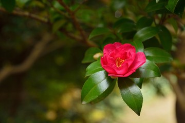 山茶花の赤い花