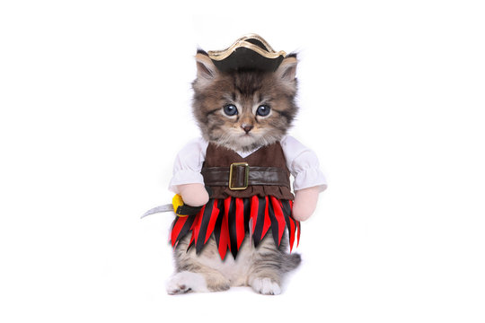 Serious Kitten in Pirate Inspired Clothing Costume