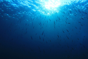 Fototapeta na wymiar Underwater sunburst and fish