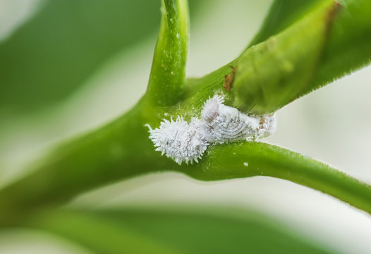 mealy bugs infestation growing of plant