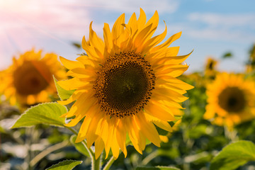 Obraz premium Piękni słoneczniki w śródpolnym naturalnym tle, Słonecznikowy kwitnienie