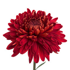 Red chrysanthemum flower head