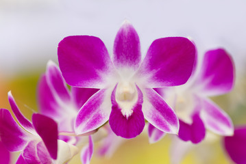 Fototapeta na wymiar Beautiful pink purple Orchid and green leaves background in the garden.