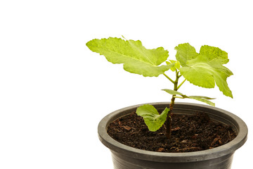 Fig Tree Panache with fruits in pot  on white