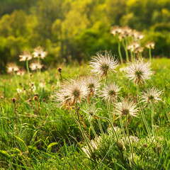 Kuhschelle auf der Heide