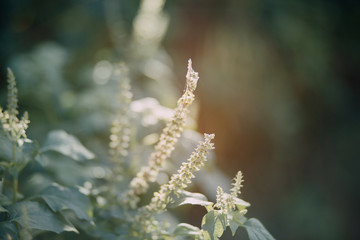 Natural green bright blur background of sunny summer forest