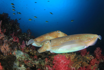 Pharaoh Cuttlefish pair