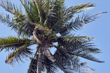 Fototapeta na wymiar palm tree background blue clear sky