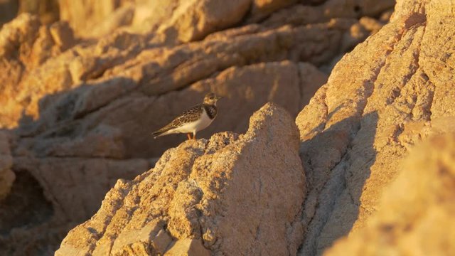 Ruddy turnstone (Arenaria interpres) on the cliff