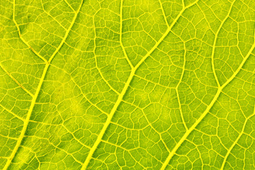 Natural Green Leaf Texture 