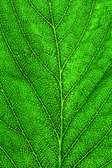 Natural Green Leaf Texture 