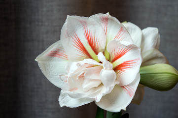 Gorgeous flower of amaryllis Nymph on grey backdrop, amazing double flower with red stripes on white petals - obrazy, fototapety, plakaty