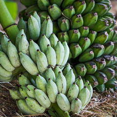 Banana, Musa acuminata.