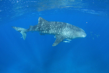 Whale shark at Neegaloo Reef