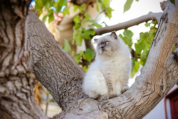 Sublime white and grey Himalayan cat sit on tree watch over. Most beautiful Persian cat in USA. What cat should you get. - obrazy, fototapety, plakaty